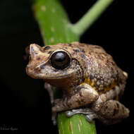 Image of Munnar bush frog