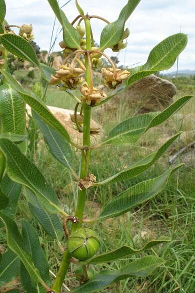 Sivun Pachycarpus asperifolius (Meissn.) Meissn. kuva