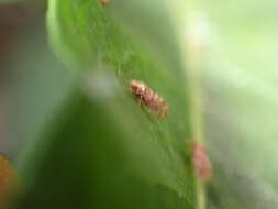 Image of Whitefly