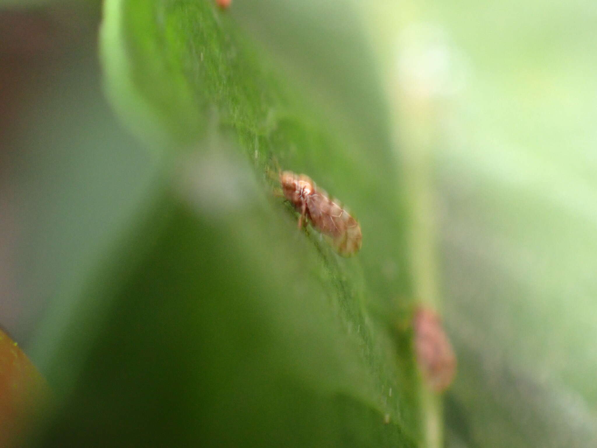 Image of Whitefly