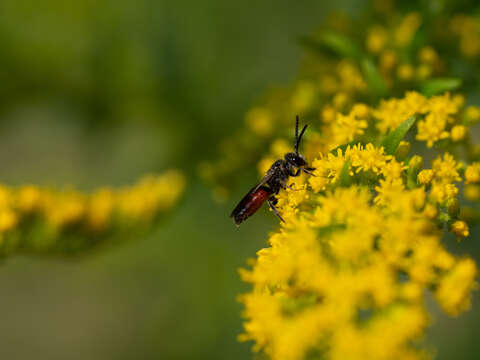 Image of dark-winged blood bee