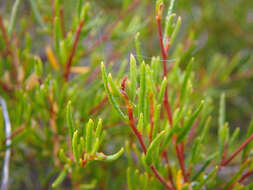 Image de Dodonaea hexandra F. Müll.