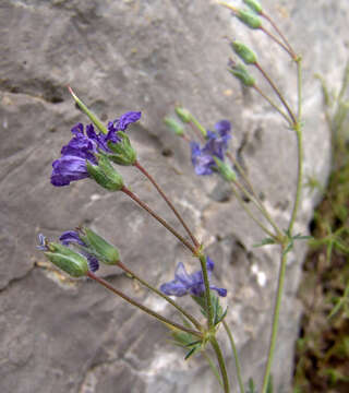 Image of Geranium libanoticum A. Schenk