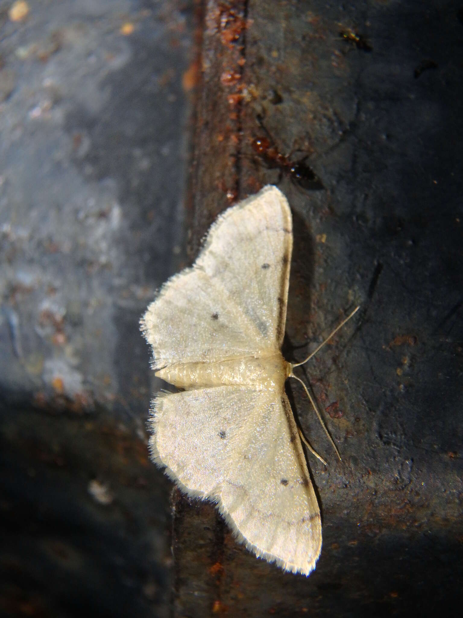 Image of Idaea politaria Hübner 1799