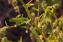 Sivun Laggera crispata (Vahl) F. N. Hepper & J. R. I. Wood kuva