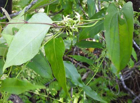 صورة Leichhardtia longiloba (Benth.) P. I. Forst.