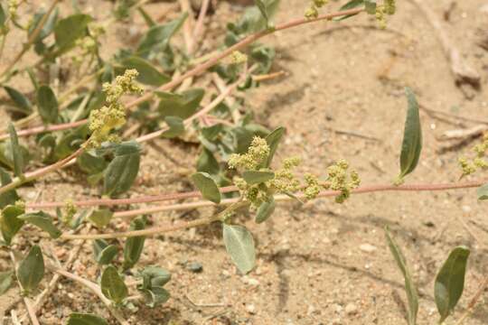 Plancia ëd Chenopodium prostratum Bunge ex Herder