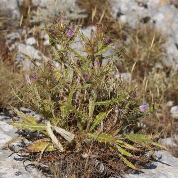 Image of Ptilostemon casabonae (L.) Greuter