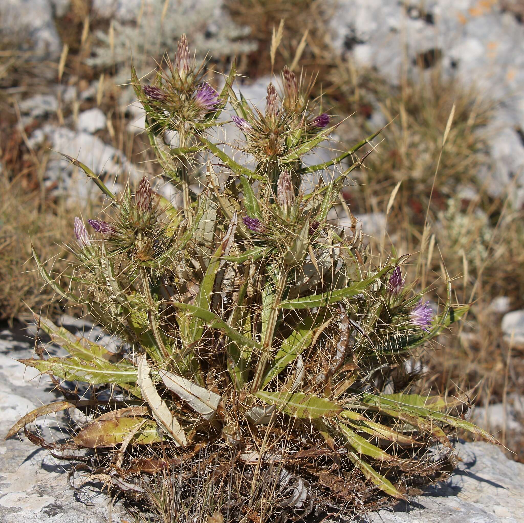 Image de Ptilostemon casabonae (L.) Greuter