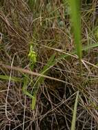 Image of Schizochilus cecilii subsp. culveri (Schltr.) H. P. Linder