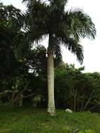 Image of Puerto Rico royal palm