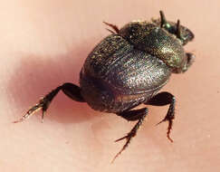 Image of Onthophagus aeruginosus Roth 1851