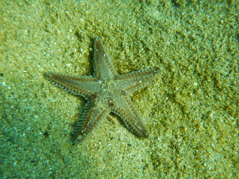 Image of Astropecten spinulosus (Philippi 1837)