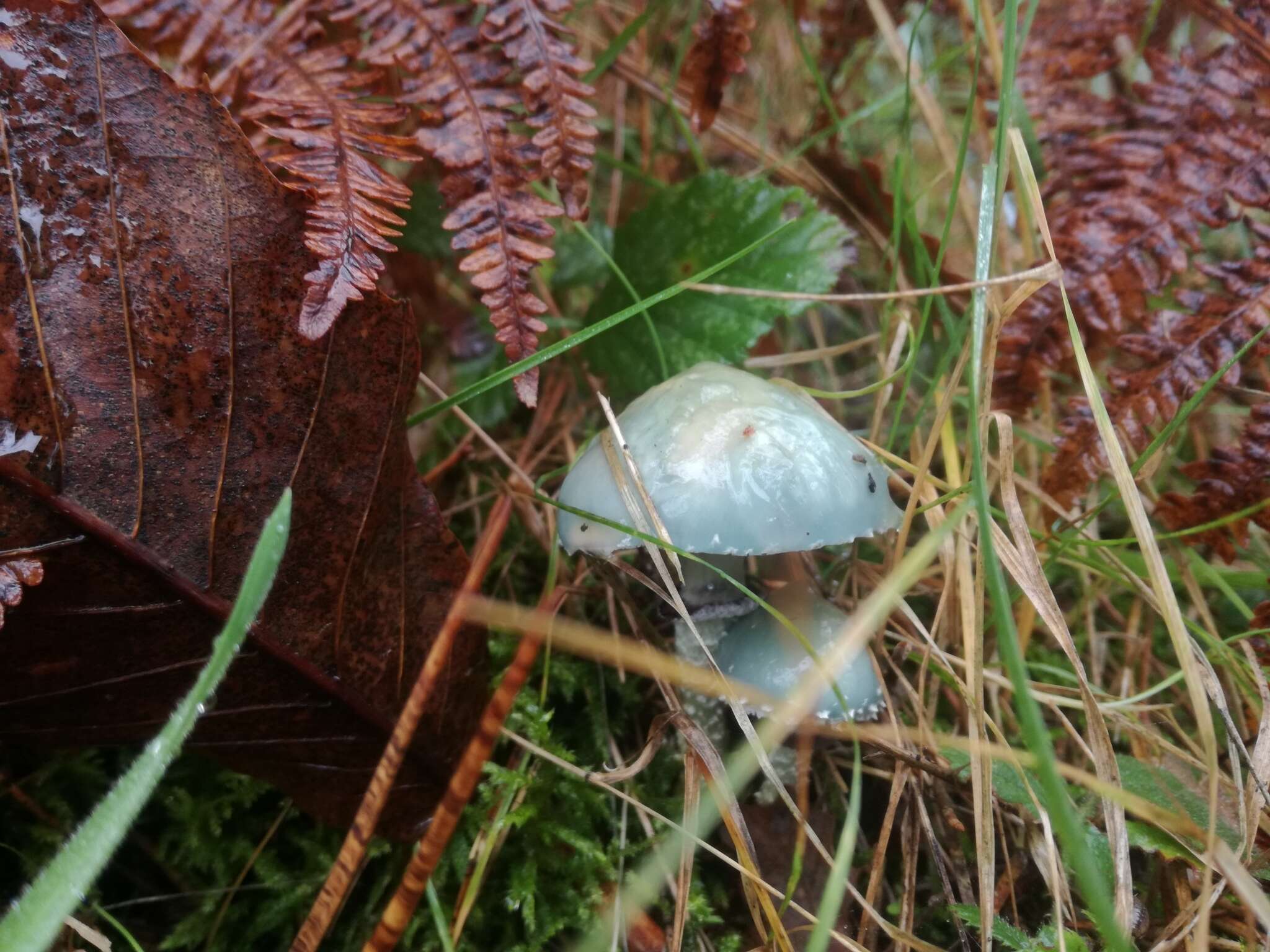 Image of verdigris agaric