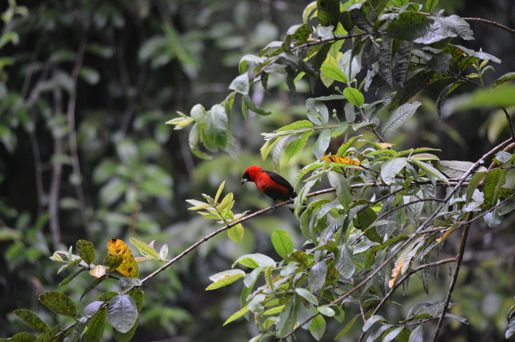 Plancia ëd Ramphocelus nigrogularis (Spix 1825)