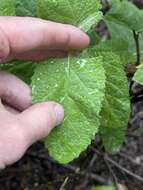 Image of Ross' pitcher sage