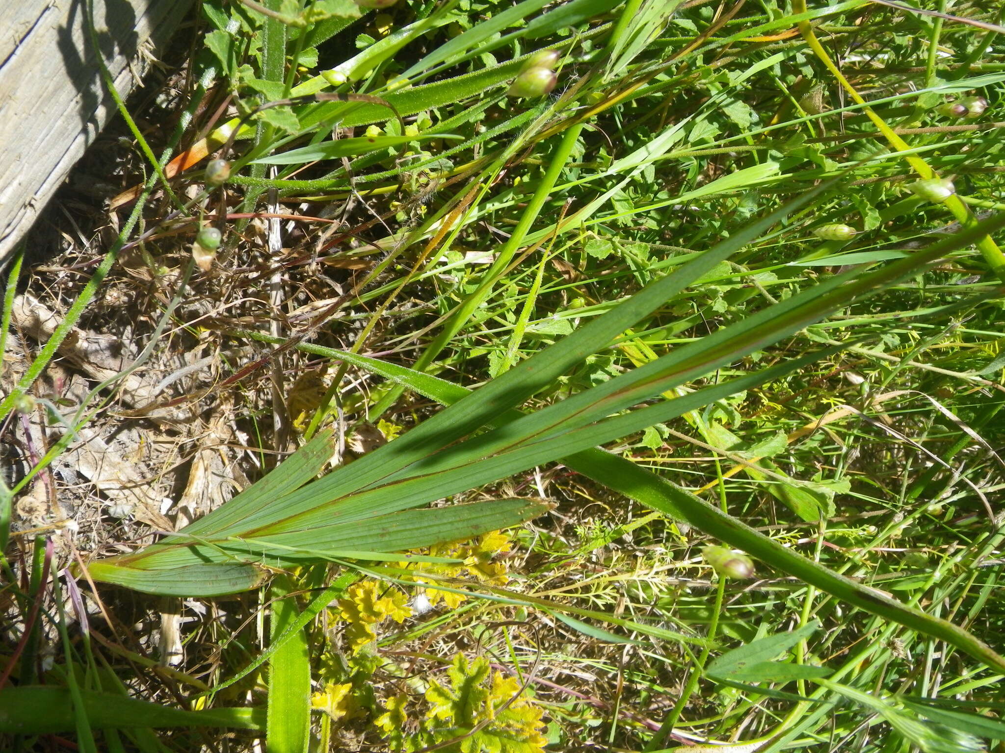 Image of Ixia odorata Ker Gawl.