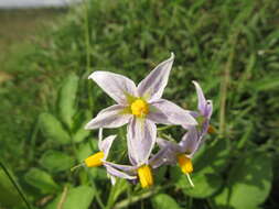 Image of Commerson's nightshade