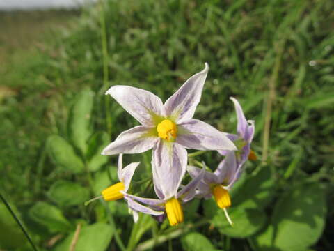 Image of Commerson's nightshade