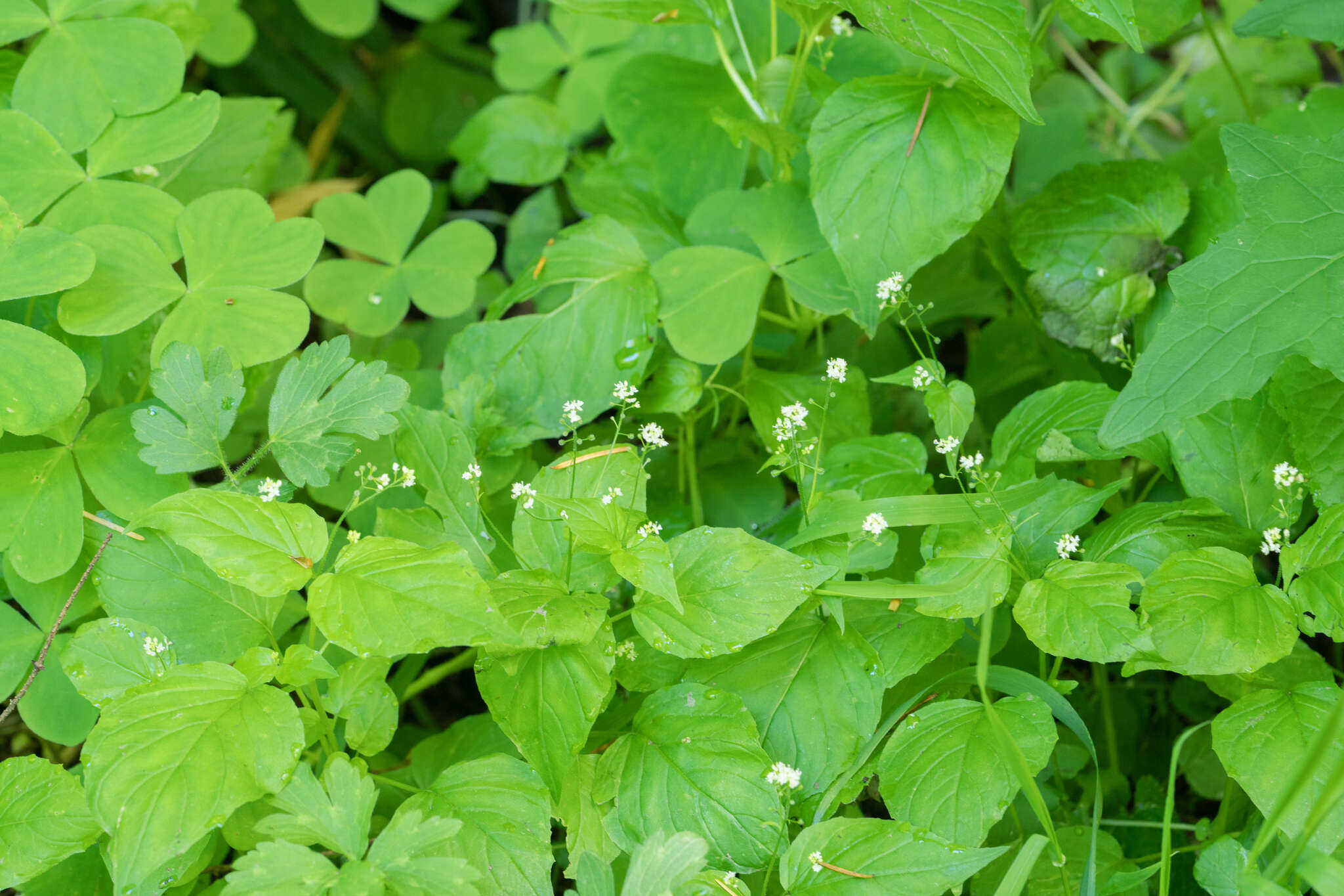 Image of small enchanter's nightshade