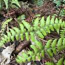 Dryopteris crinalis (Hook. & Arn.) C. Chr. resmi