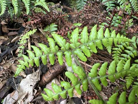 Imagem de Dryopteris crinalis (Hook. & Arn.) C. Chr.