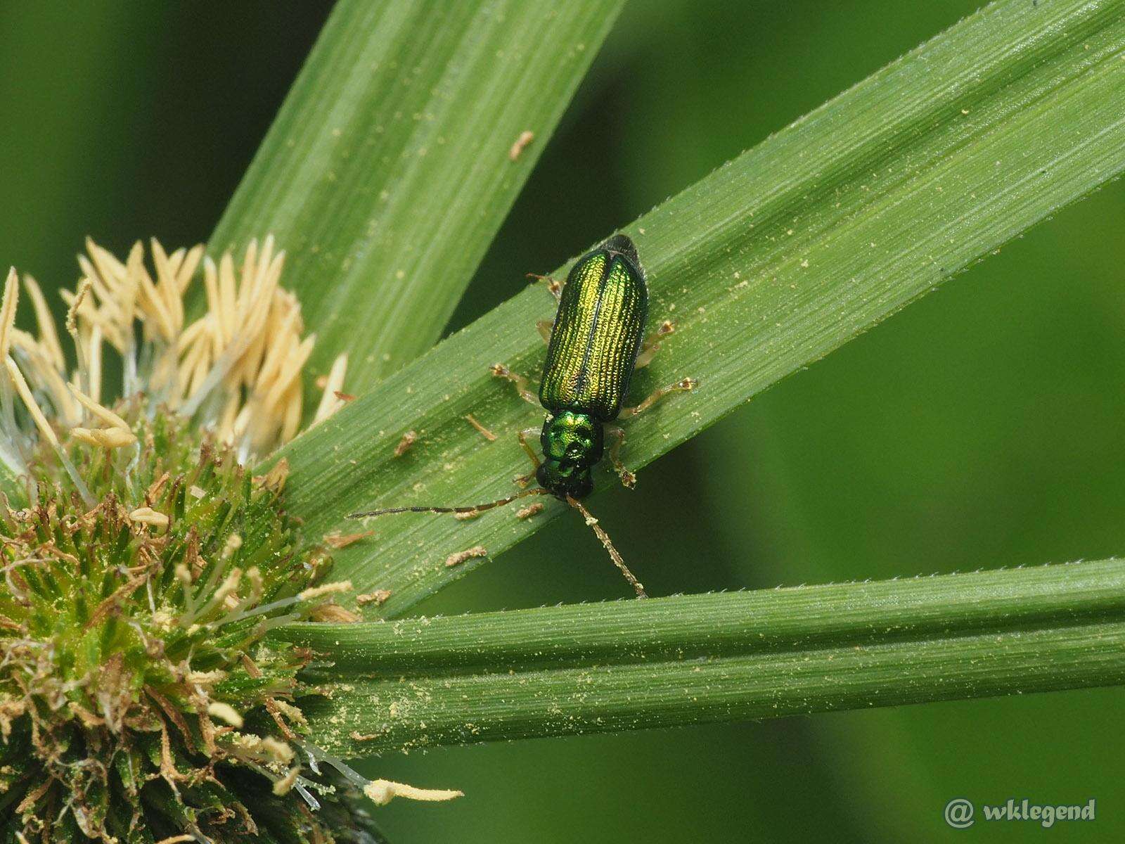Image of Pseudotheopea smaragdina