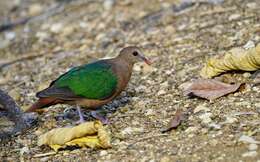 Image of Christmas Emerald Dove