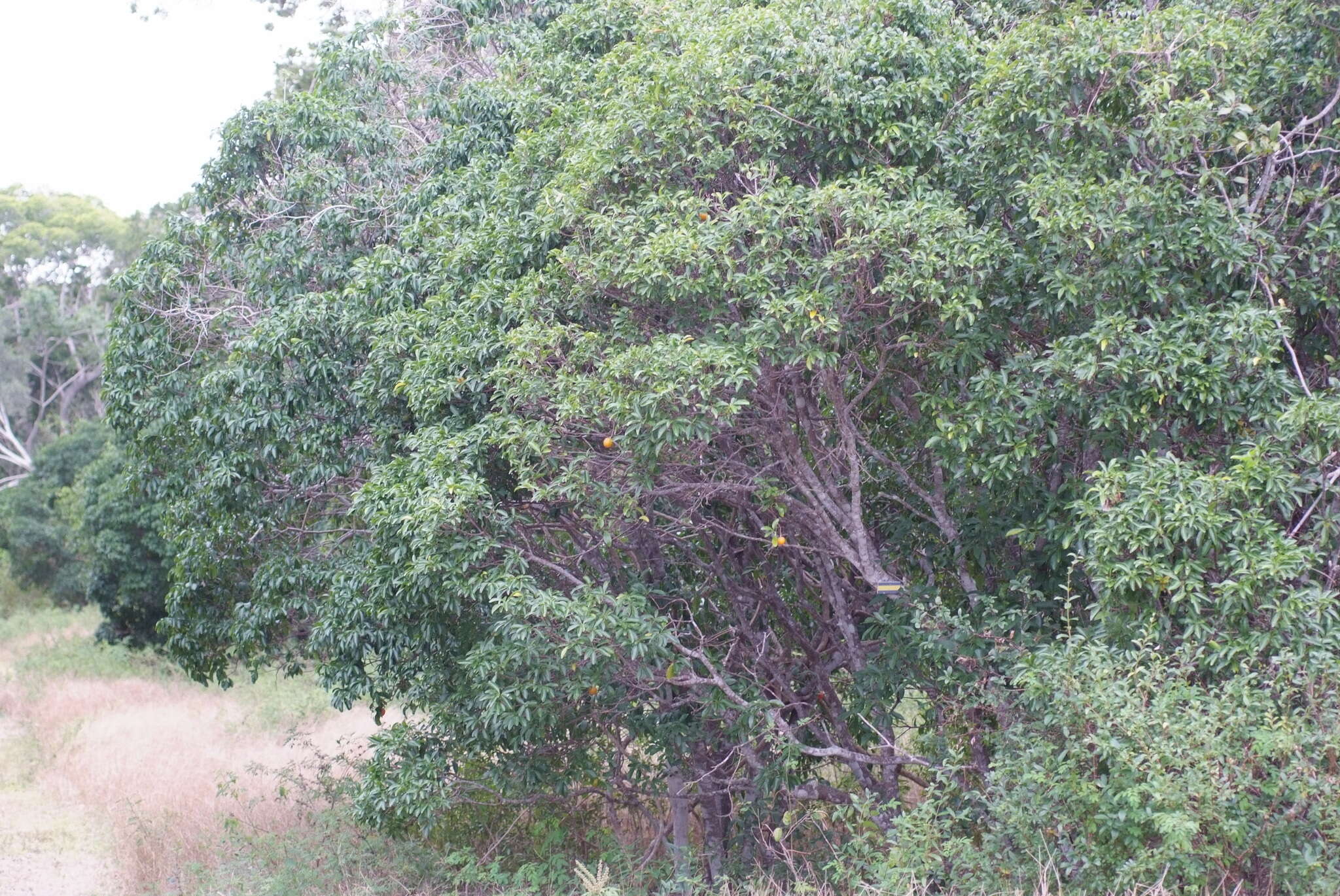 Image of Fontainea pancheri (Baill.) Heckel