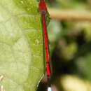 Image of Oxyagrion tennesseni Mauffray 1999