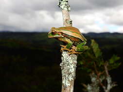 Image of Dunn's Marsupial Frog