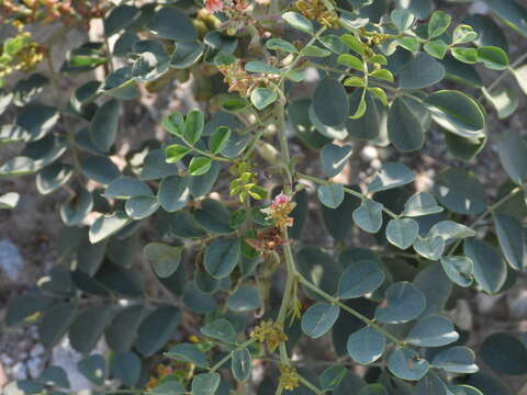 Image of Indigofera coerulea Roxb.