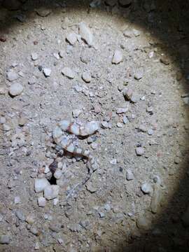 Image of CapeCross Thick-toed Gecko