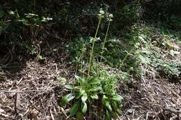 Image of Valeriana laxiflora DC.