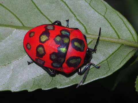 Image of <i>Poecilocoris druraei</i>