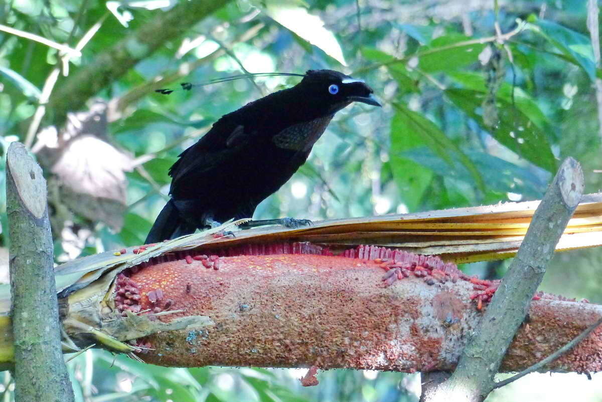 Image of Parotia Vieillot 1816