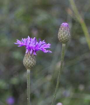 Слика од Serratula coronata subsp. insularis (Iljin) Kitam.