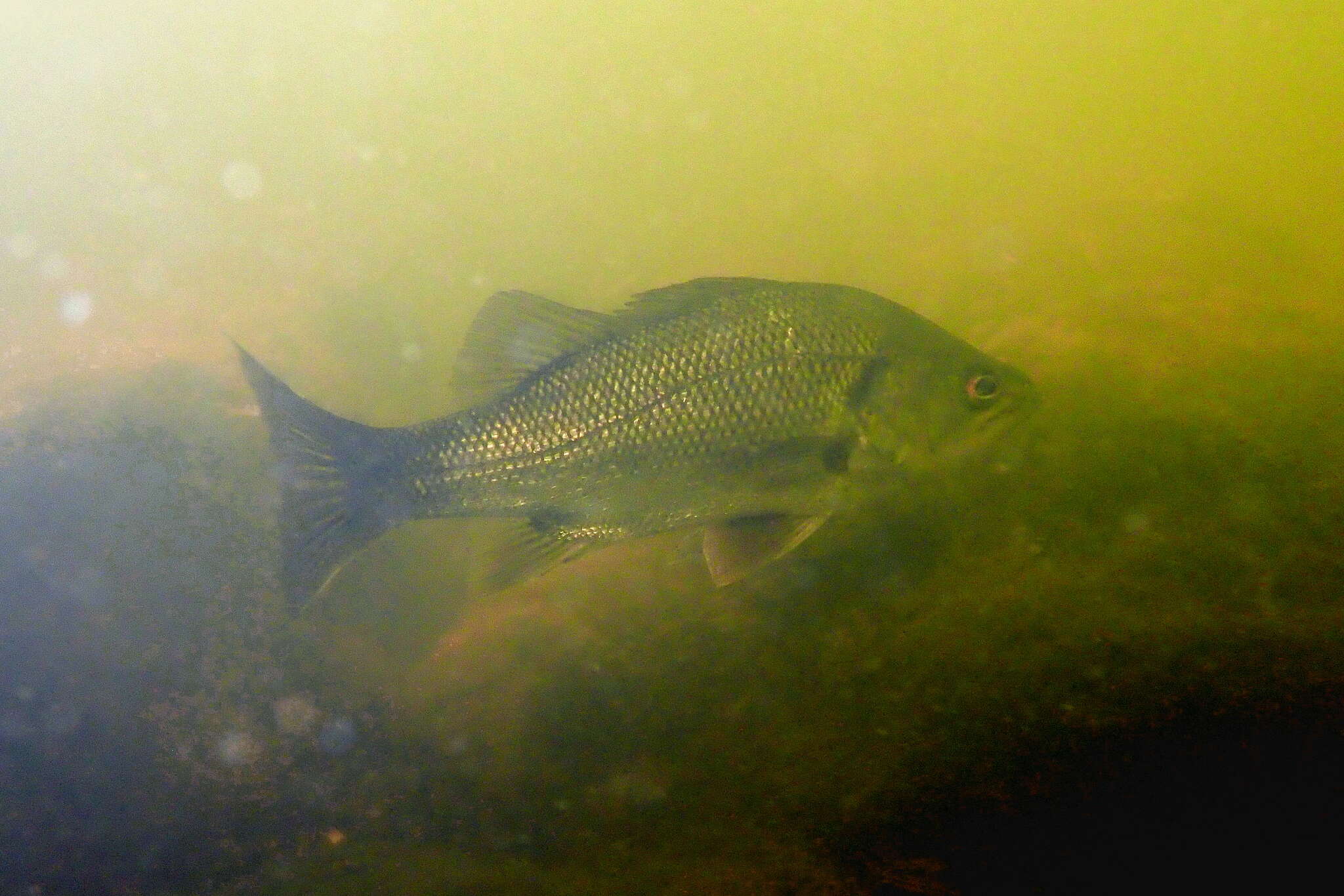 Image of Australian bass