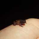 Image of Guiana Shield Frog