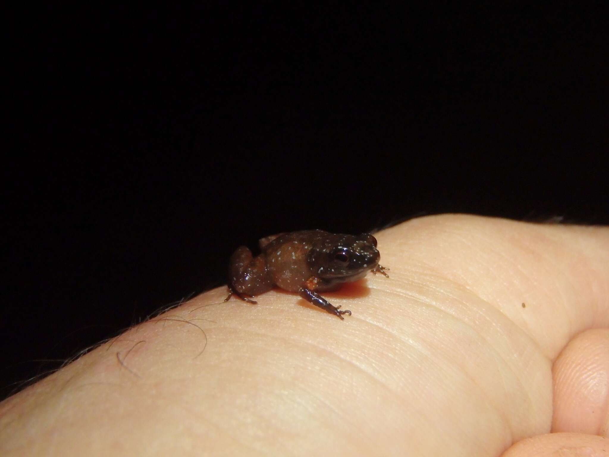 Image of Guiana Shield Frog