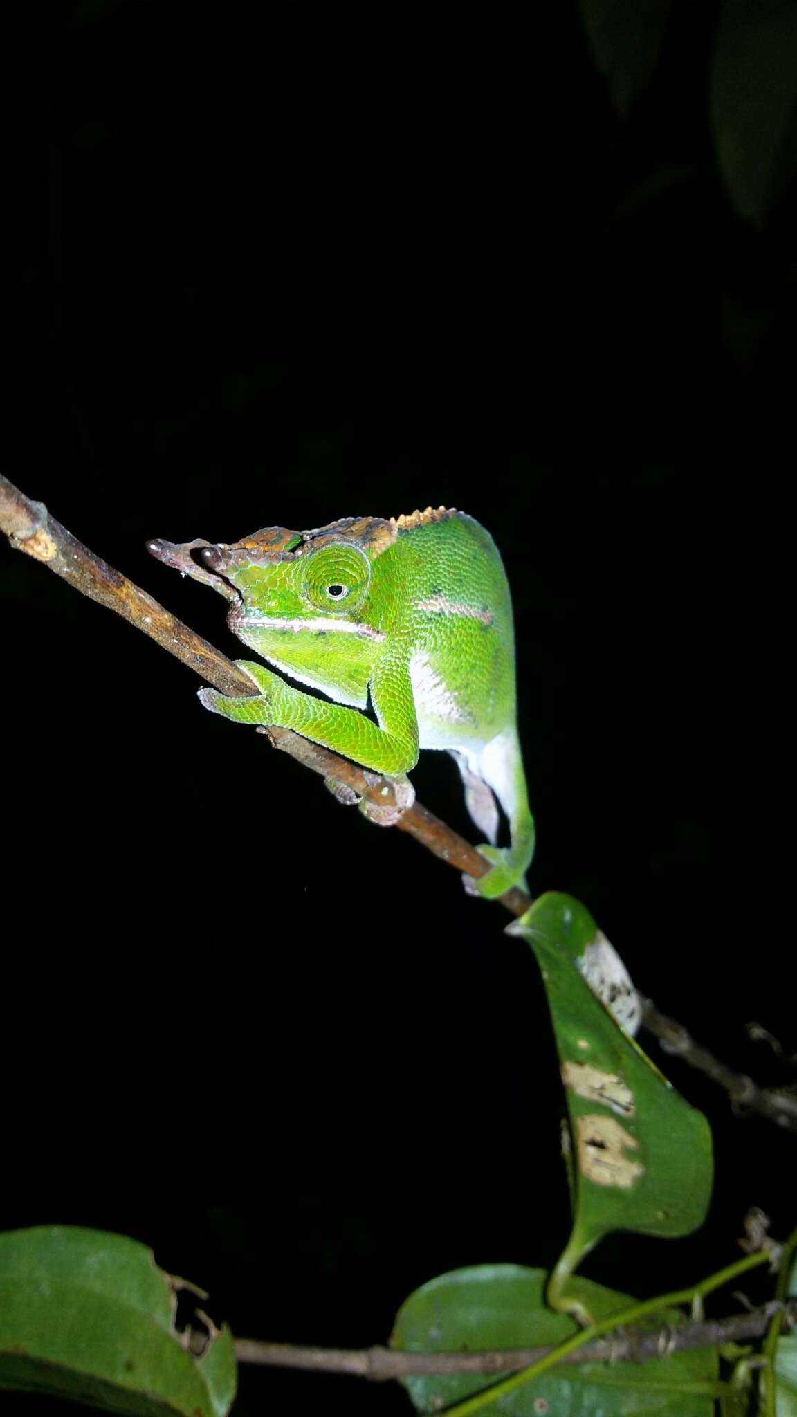 Image of Will's chameleon