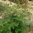 Image of Thalictrum cultratum Wall.