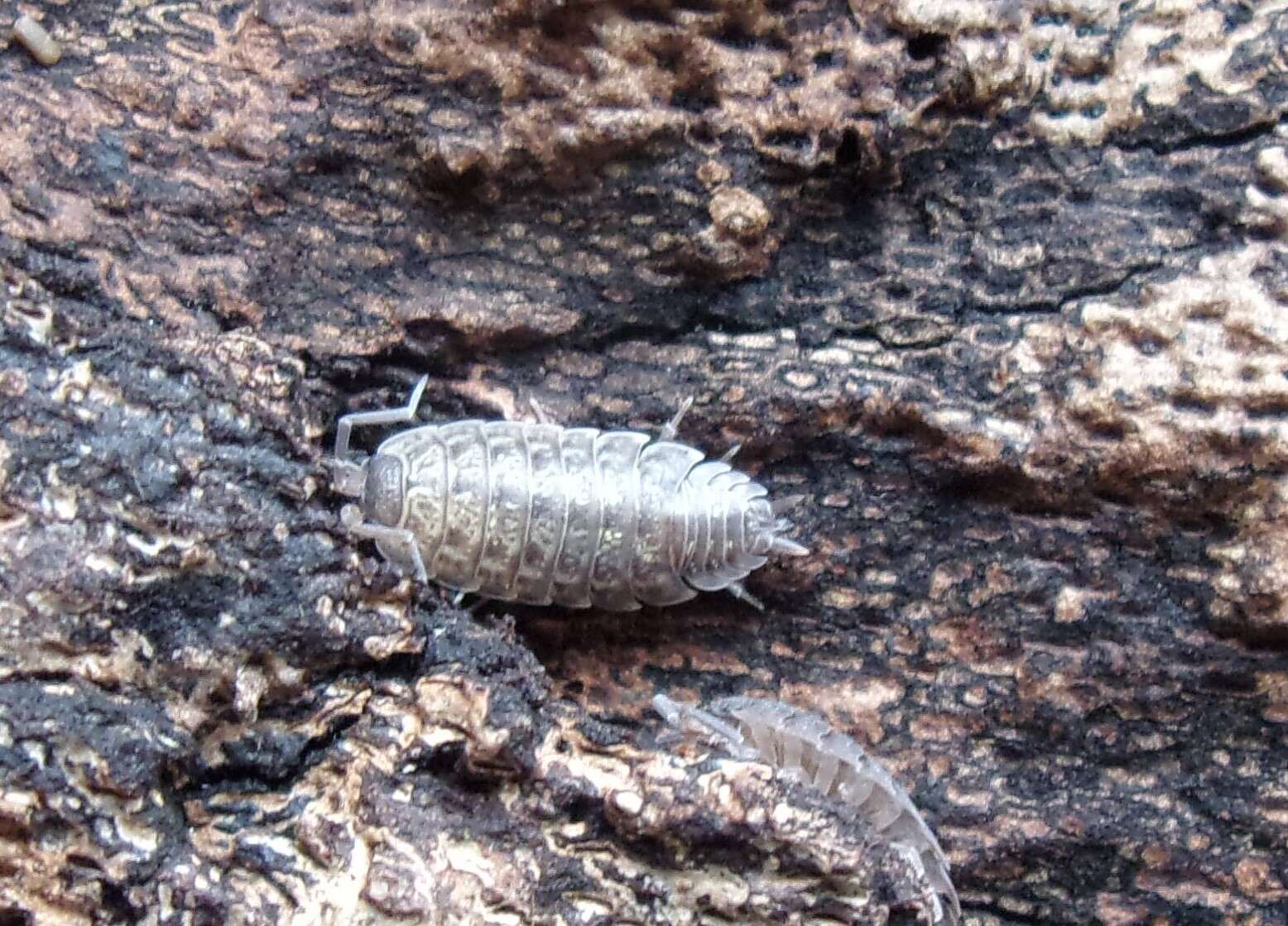 Image of Porcellio monticola Lereboullet 1853