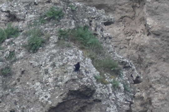 Image of Black Wheatear