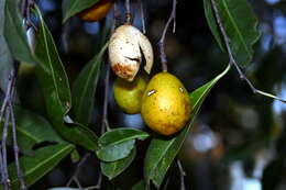 Image of Denhamia obscura (A. Rich.) Meissn.