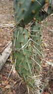 Image of Opuntia wilcoxii Britton & Rose