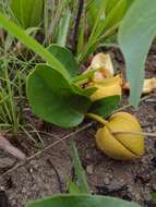 Image of Annona warmingiana Mello-Silva & Pirani