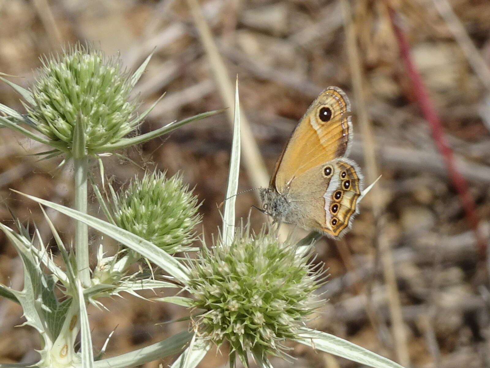 Image of Coenonympha dorus Esper 1782