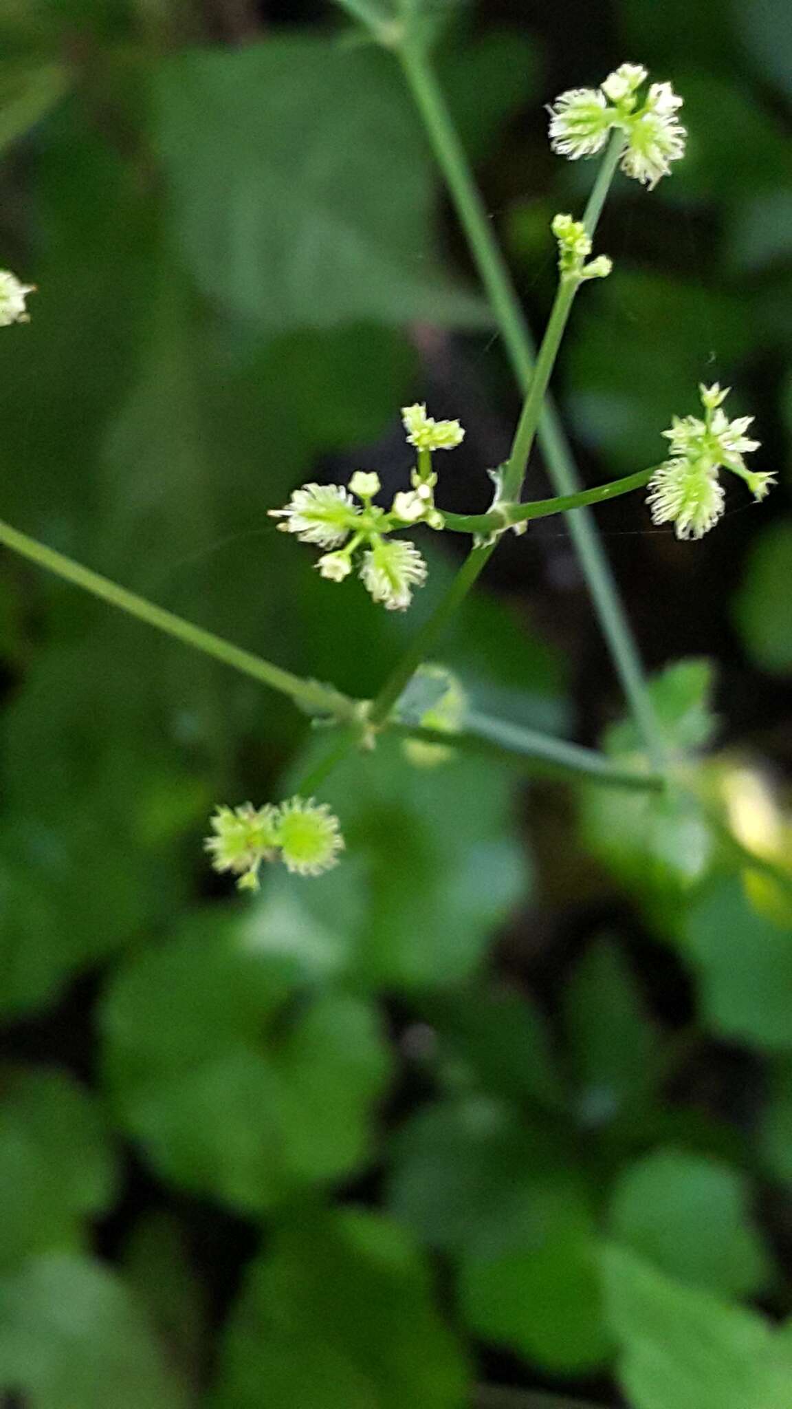 Plancia ëd Sanicula liberta Cham. & Schltdl.