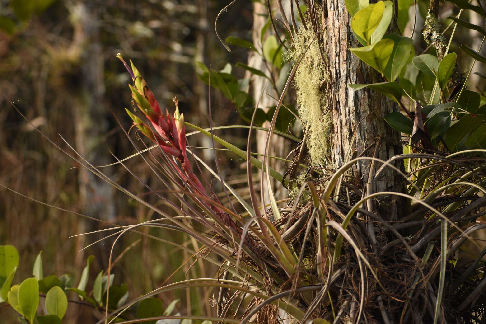 Image of giant airplant